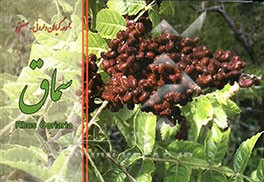 سماق = Rhus coriaria