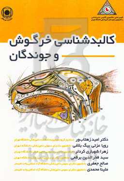 کالبدشناسی خرگوش و جوندگان