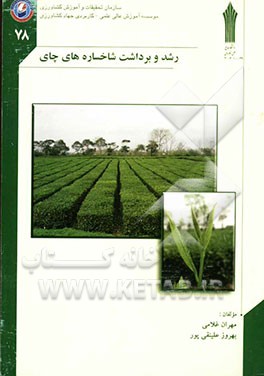 رشد و برداشت شاخساره‌های چای