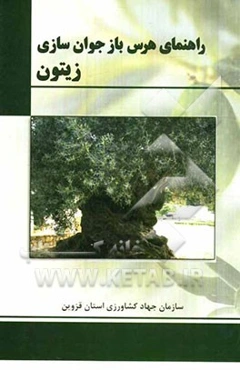 راهنمای هرس بازجوان‌سازی زیتون