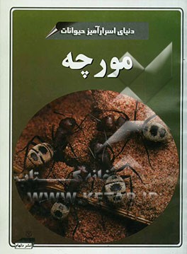 مورچه‌ها