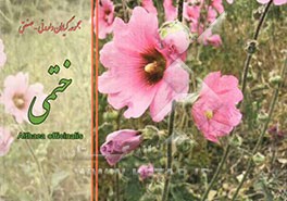 ختمی = Althaea officinalis