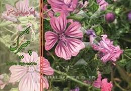 پنیرک = Malva sylvestris
