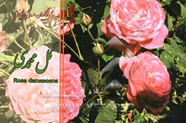 گل محمدی = Rosa damascena