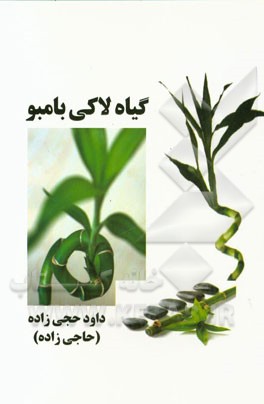 گیاه بامبو