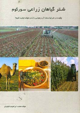 شتر گیاهان زراعی سورگوم : چگونه در شرایط سخت آب و هوایی دانه و علوفه تولید کنیم؟