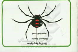 The very busy spider