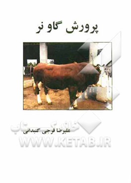 پرورش گاو نر