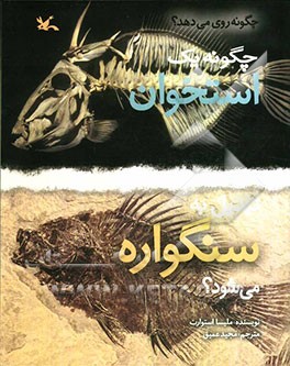 چگونه یک استخوان تبدیل به سنگواره می‌شود؟