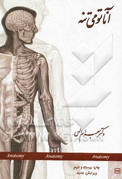 آناتومی تنه