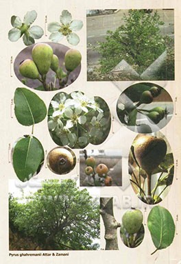 فلور ایران = Flora of Iran/Flore de L'Iran