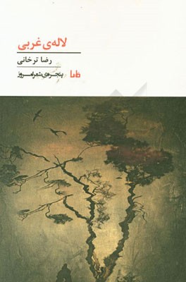 لاله‌ی غربی