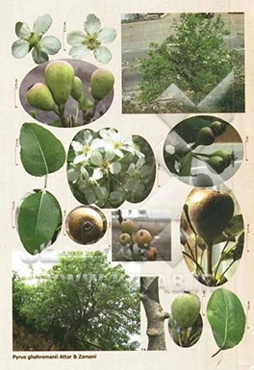 فلور ایران = Flora of Iran/Flore de L'Iran