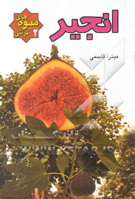 انجیر: میوه‌های قرآنی