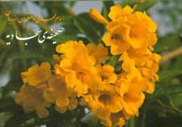 امام مهدی و منتظران از زبان صحیفه سجادیه