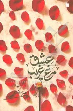 مرغ غریب عشق