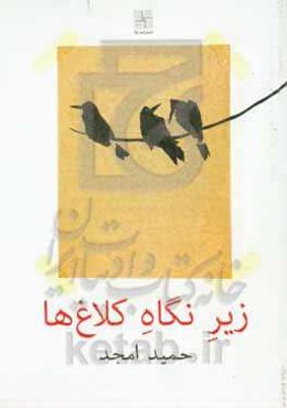 زیر نگاه کلاغ‌ها