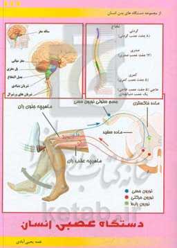 دستگاه عصبی انسان